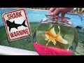NEW PET EATEN by JAWS!!