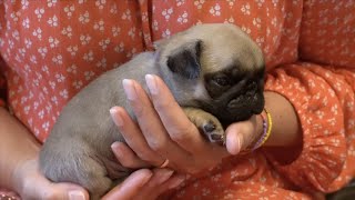 Meeting Louis! - 4 Week Old Pug Puppy