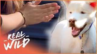 Meet Rizzler, The Dog Learning Sign Language! | Real Wild  Shorts