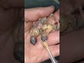 Rainbow Gouldian Finch: Sharing Bird-Keeping Experiences