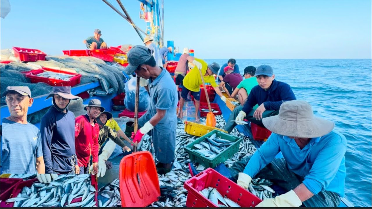 HÌNH TRÌNH ĐI BIỂN NGHỀ LƯỚI RÚT CÙNG ANH EM NGƯ PHỦ BÌNH THUẬN 