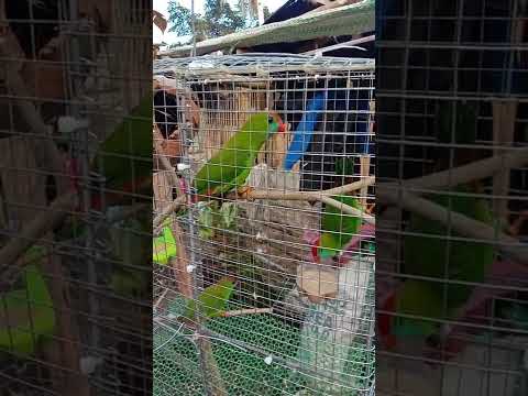 3 kulasisi (kusi)
