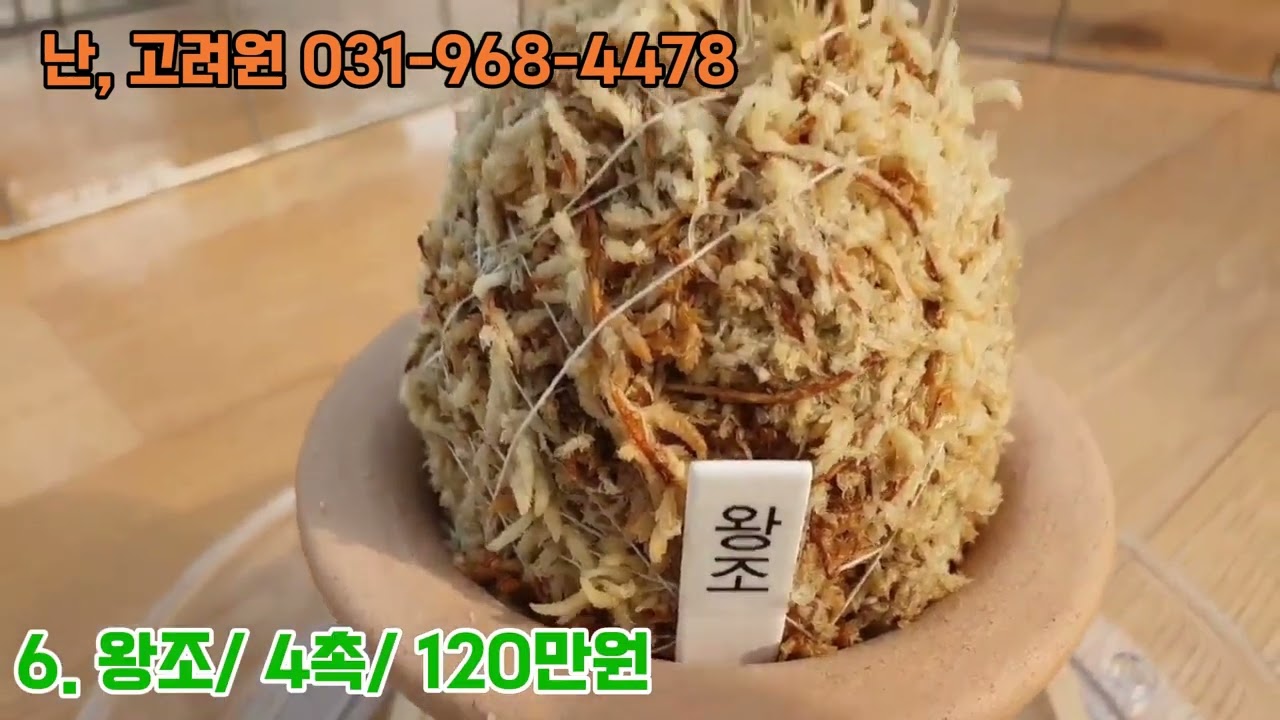 [1월30일] 무명중반, 일휘관, 부귀전, 연성환, 관악, 왕조, 엄미관백, 홍연,  취보, 천명입니다.#풍란#부귀란#고양난#고려원#난농장