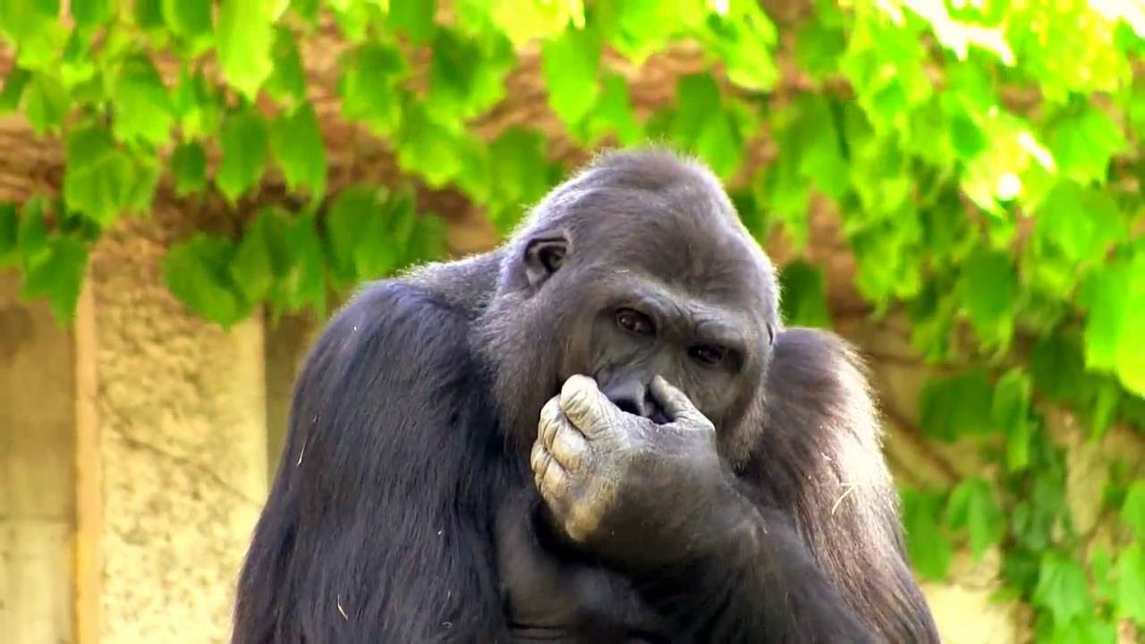 アイちゃんスペシャル Interesting female gorilla - YouTube