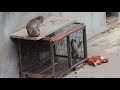 がんばれパンチ　群れ入り頑張り中のパンチくん🤎　2026.2.10 市川市動植物園　