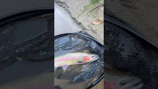 Sight fly fishing #trout #fishing #fun #flyfishing