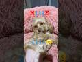 Millie’s New Name!! #puppy #dog #cute #adorable #funny