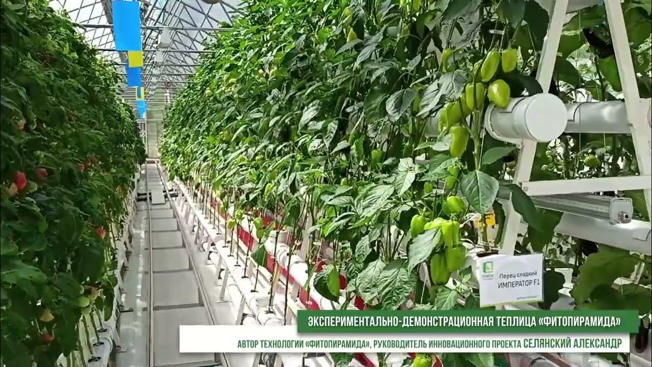 Технология возделывания почвы. Фазы развития сои. Интенсивное сельское хозяйство. Инновационная технология возделывания. Инновационная технология возделывания.