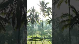 Download Lagu Bali magic 💭 captured by Save this location for your future travels ❤️ 📍Mancingan Ricefield, MP3