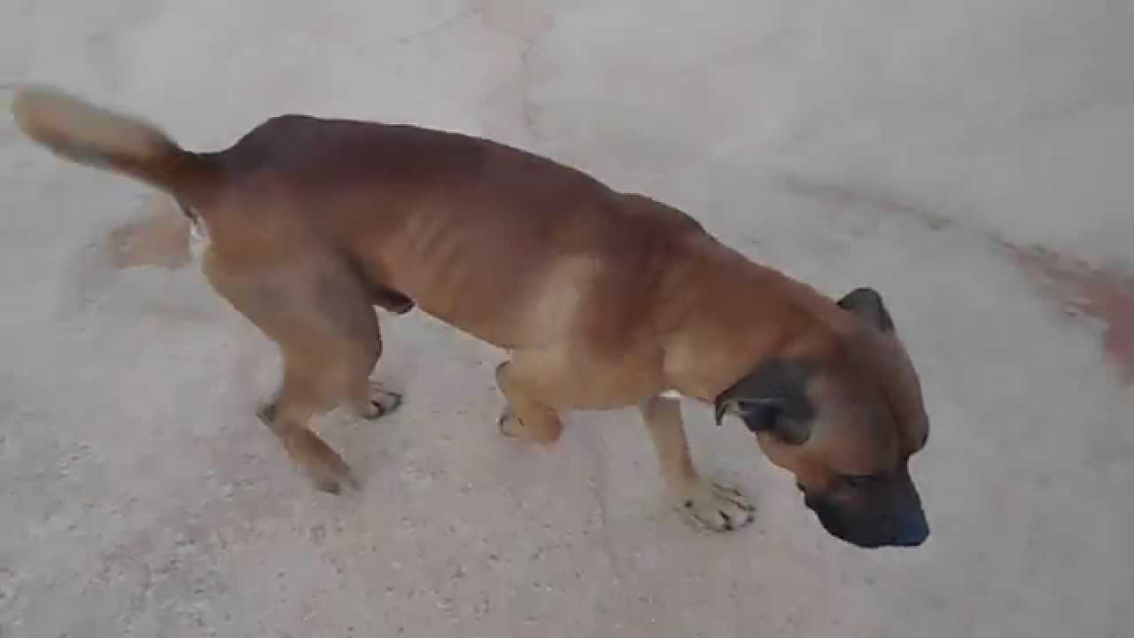 Herr Lehmann, ein Hund in Not aus dem Tierschutz YouTube