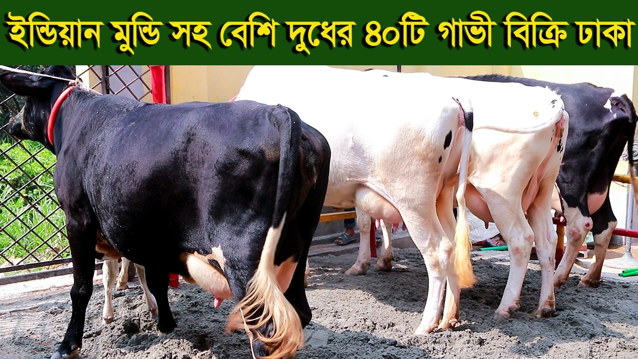 ইন্ডিয়ান মুন্ডি সহ ৪০টি বেশি দুধের গাভী কিনুন ঢাকা থেকে dairy farm