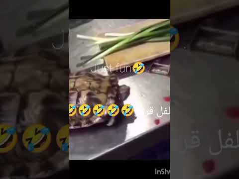 فقط بخند خنده خنده  عشق   فلفل قرمز حیوانات عجیب حیوانات بامزه فلفل رومي 