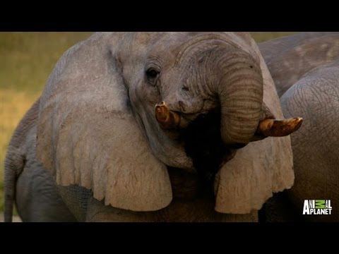Yao: 'If We Buy Ivory, It Makes All of Us Killers as Well'