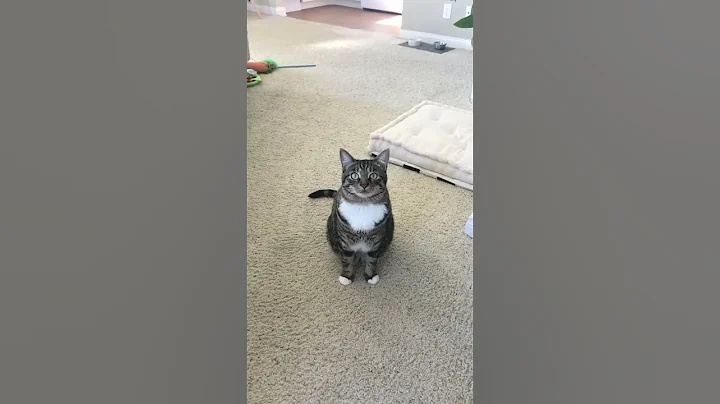 Video 6870041: cat fighting kitty, cat fight funny cute