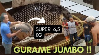 PEREKOR 6,5 KG‼️PANEN IKAN GURAME SUPER JUMBO.