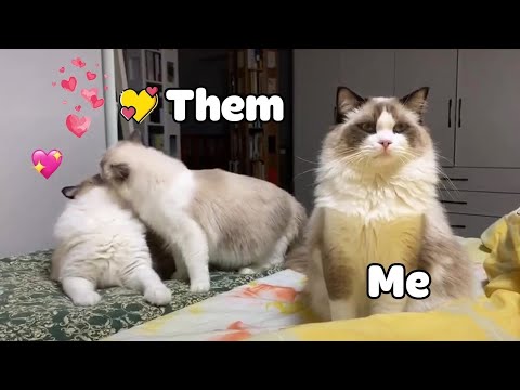 me-on-valentine's-day-🐱🐶---funny-cats-and-dogs-video-2020---pets-globe