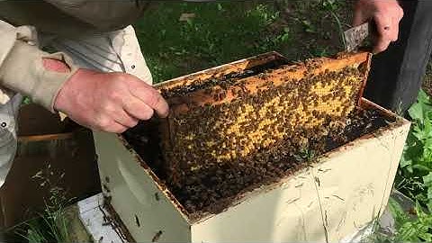Dutch/German drone trapping Step 2:  Removing the sealed drone frame from the Parent Colony.