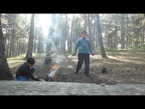 ტყეში წასვლა #2