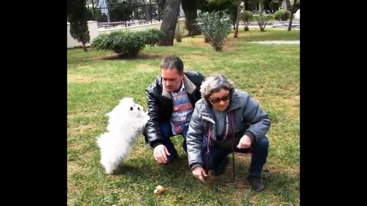 pasiijudi: LADY & KUKI & spliske mišance