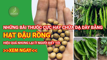 NHỮNG BÀI THUỐC DÙNG HẠT ĐẬU RỒNG CHỮA ĐAU DẠ DÀY HIỆU QUẢ BẤT NGỜ MÀ ÍT NGƯỜI BIẾT TỚI.