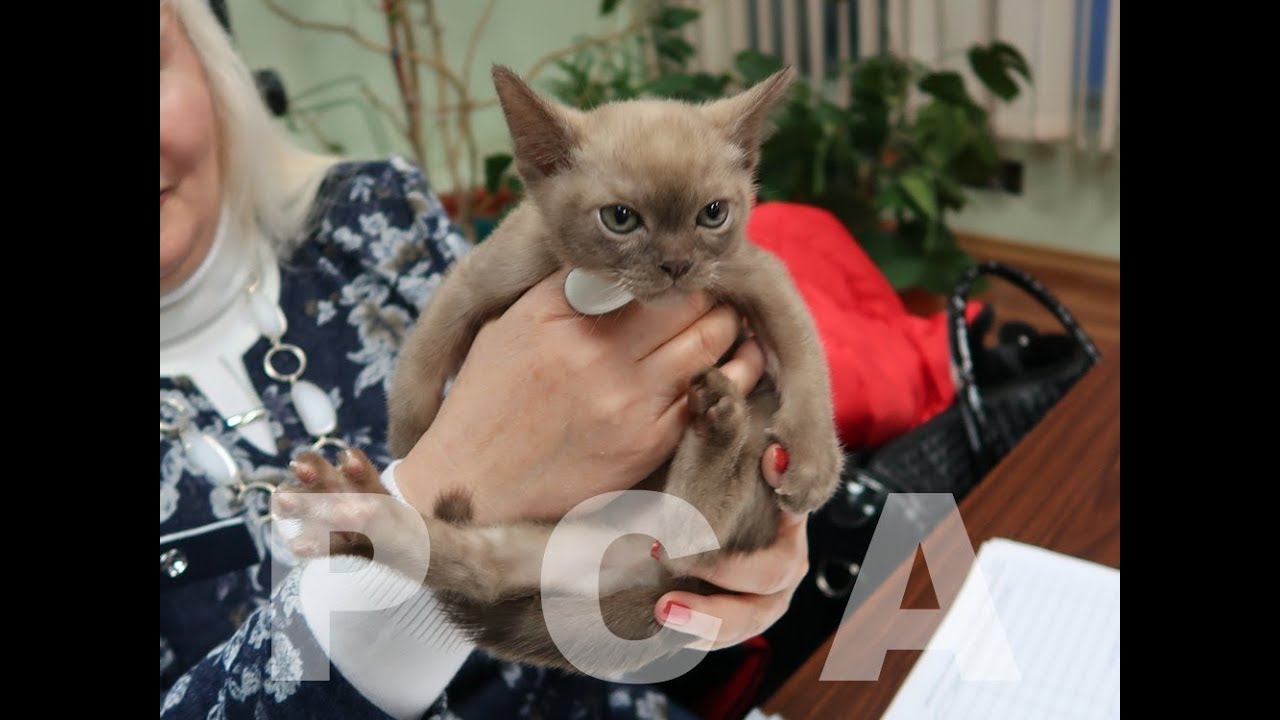 клуб кошек хабаровск Презентация бурманских котят питомника кошек PCA РУБИСЕТ