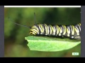 Life Cycle of a Butterfly Quiz