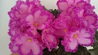 СУПЕР-ФИАЛКА!!! РС-МЮЗИКЛ. My beautiful African Violet. СУПЕР-ФИАЛКА!!! РС-МЮЗИКЛ. My beautiful African Violet.
