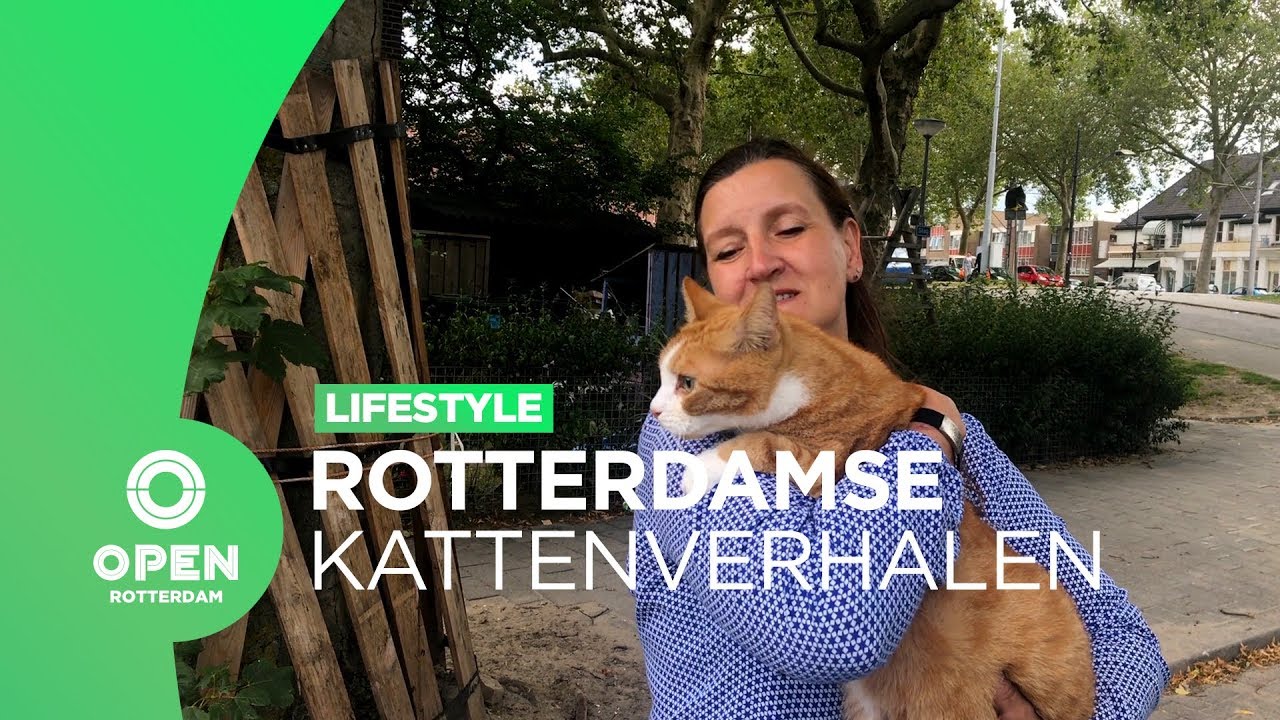 Dit maakt Rotterdamse katten in Vreewijk uniek! | Lifestyle lokale präpositionen übungen