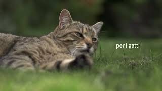 Porta per animali con lettore di microchip SureFlap™ screenshot 4
