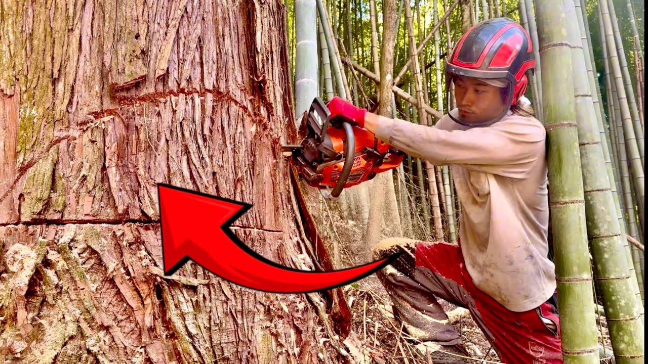 Вырубка больших деревьев!