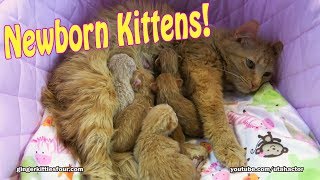 Rare Ginger Cat with 6 Newborn Kittens Rare Ginger Cat with 6 Newborn Kittens