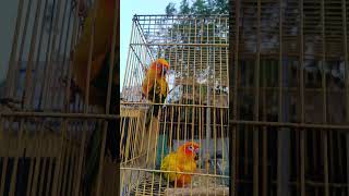 Panchavarna Kili at lowest price in pallavaram Friday market | weekend special Market #aquarium#peds