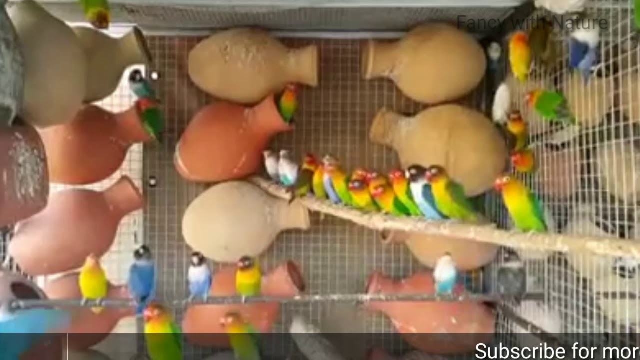 African love bird farm in India/ fancy with nature