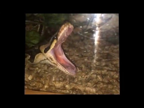 Ball python yawning