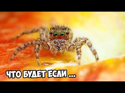 Что будет если убить паука? Случайно!