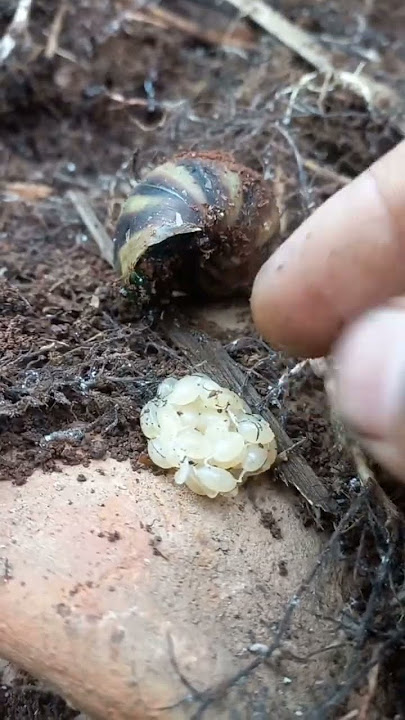 Pertama kali baru melihat telur keong racun 🐌#keongsawah #keongracun