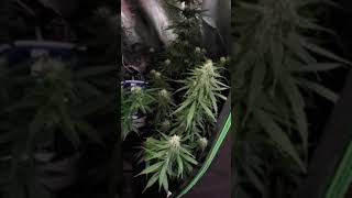 White Widow and OG Kush growth minus the blurp
