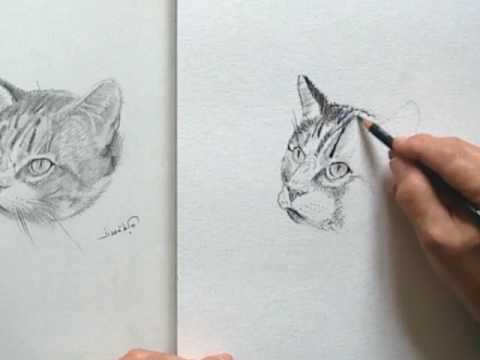 Comment Dessiner Une Tete De Chat Youtube