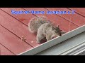 Brave Squirrel Commits Break &amp; Entry Not Once - Twice LOL