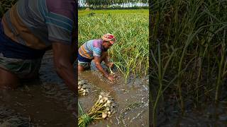 आखिर यहां पानी भरकर लहसुन की हार्वेस्टिंग चलती है! 😨। #farming #garlic