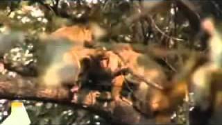 The Wildboyz found Macaque!