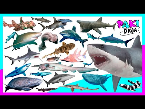 Video: Especies de tiburones, nombres, características y datos interesantes