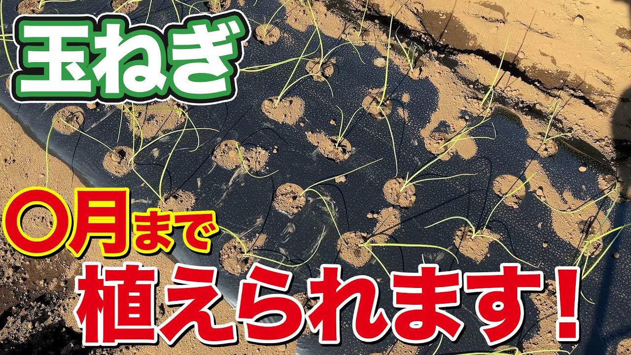A must-see for busy people] If you haven't planted onions yet, we