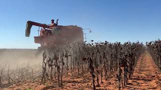 Harvesting sunflowers with CASE 2166