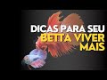 Dicas para seu betta viver mais e melhor com muita sade