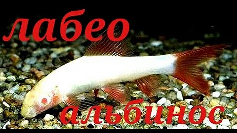 Аквариумные рыбки. Лабео альбинос.