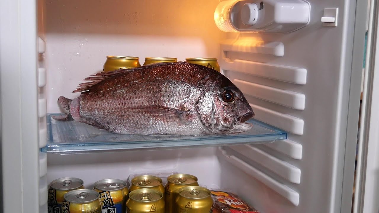 多分魚？冷蔵庫 冷蔵庫に魚を放置するだけで旨くなると聞いたので放置してみた。 - YouTube