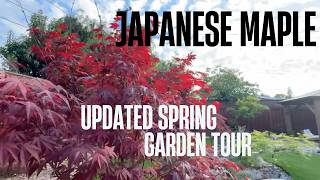 Spring Japanese Maple Garden Update 4/5/26 (2 weeks later)