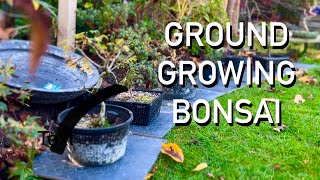 Why Growing Bonsai in the Ground is a Game Changer screenshot 2