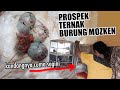 PROSPEK TERNAK BURUNG HYBRID MOZKEN - SILANGAN BURUNG MOZAMBIQ X KENARI, CUMA BEGINI TERNAKNYA..!!